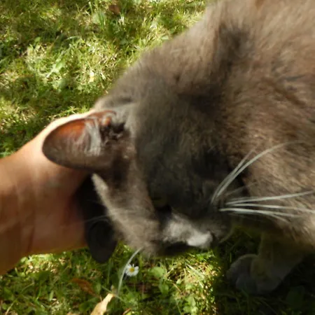 Gasthof La Chrysalide 3*