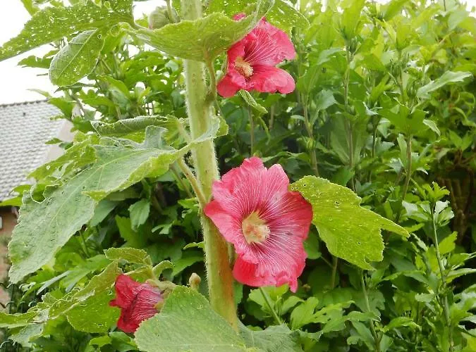 La Chrysalide בית הארחה