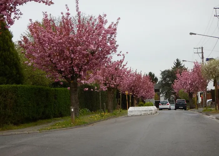 La Chrysalide מונס