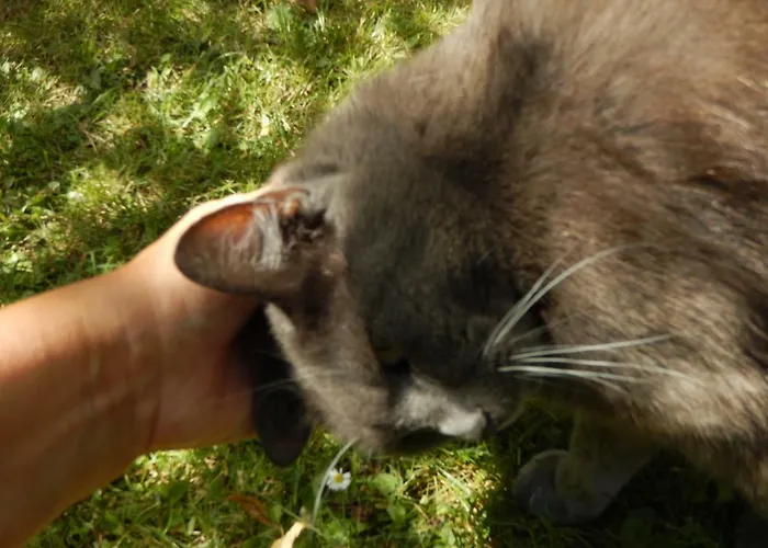 בית הארחה La Chrysalide 3*