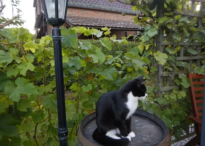 La Chrysalide מונס