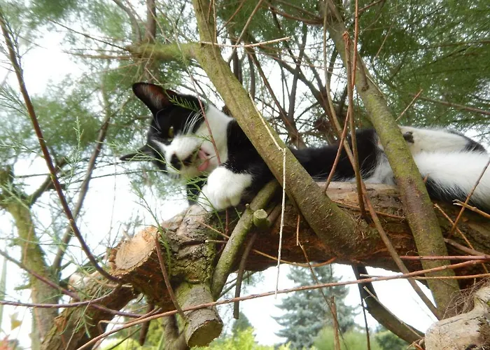 בית הארחה La Chrysalide 3*